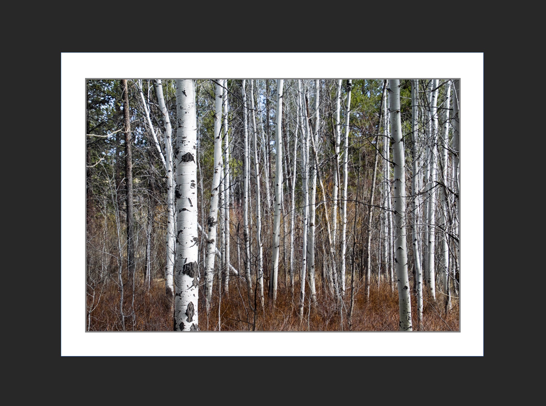 Aspen forest in Bend, Oregon in the Fall. 