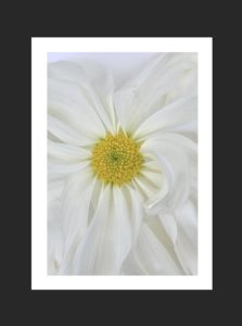 Catalog2-Chrysantheum