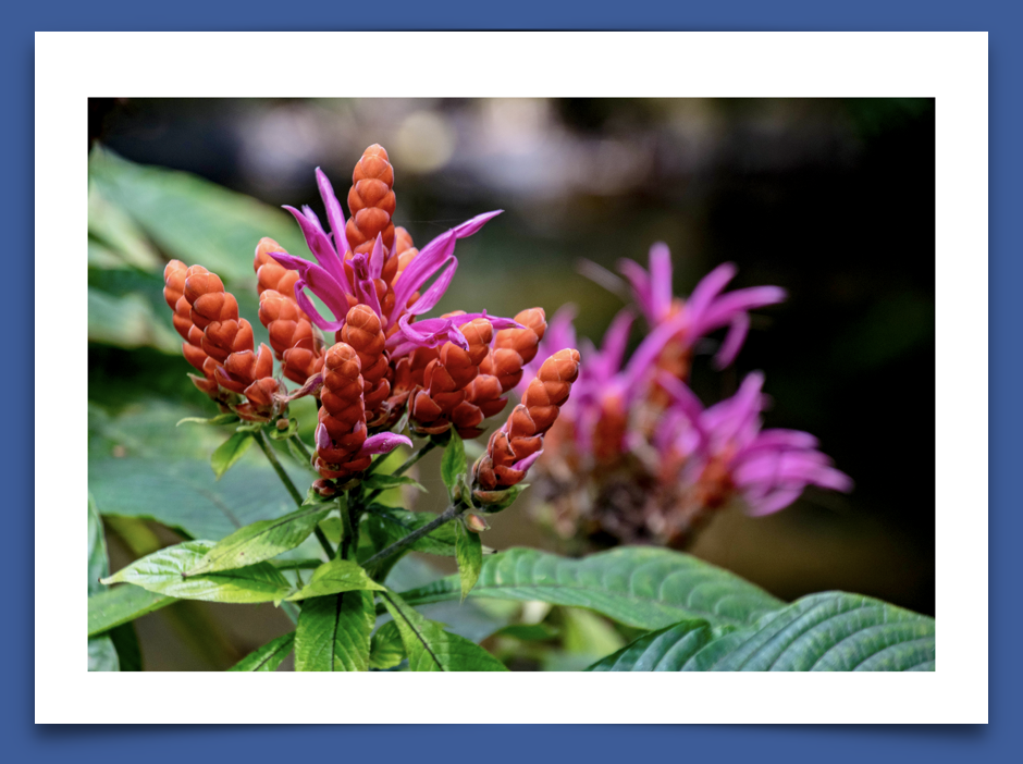 Tropical Botanical by Hauck Photography