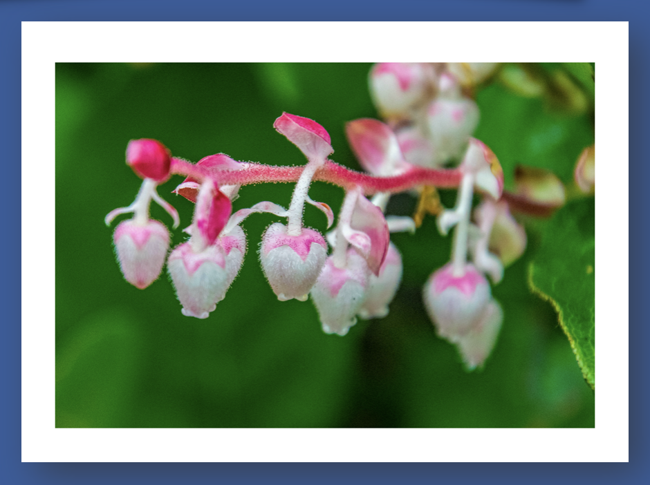 Haida Gwaii Wildflowers by Hauck Photography